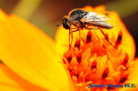 Diptera Bombyliidae Geron Subgenus Geron D Urban Programs El Paso