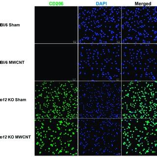 Dectin An M A Macrophage Phenotype Is Prevalent In Day Bal Cells