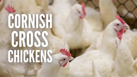 Cornish Cross Chickens Everything You Need To Know YouTube