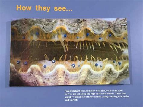 How Scallops See Didyouknow Eyefacts Eye Facts Tentacle Optic Nerve