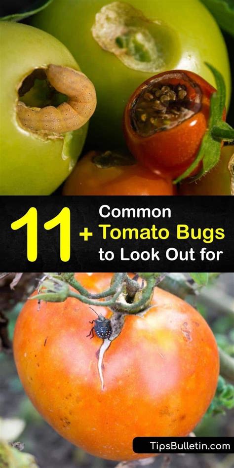 11 Common Tomato Bugs To Look Out For In 2021 Tomato Bugs Tips For