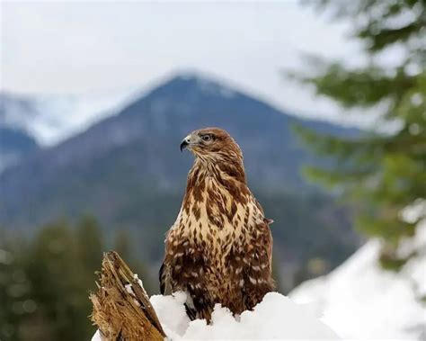 Common Buzzard - Facts, Diet, Habitat & Pictures on Animalia.bio