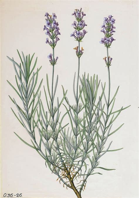 Old English Lavender Lavandula Angustifolia Potted Lavender Lavender