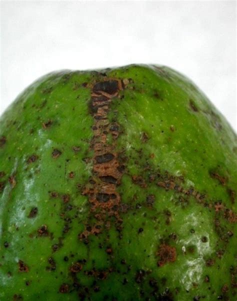 Avocado Diseases And Pests Description Uses Propagation