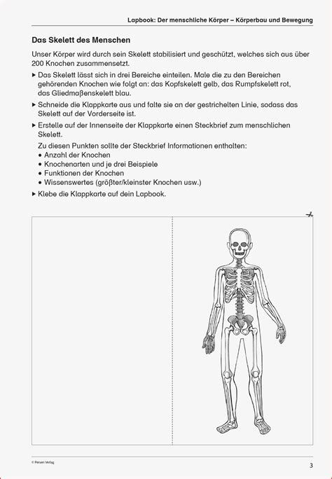 Ausgezeichnet Biologie Der Menschliche Körper Arbeitsblätter Sie