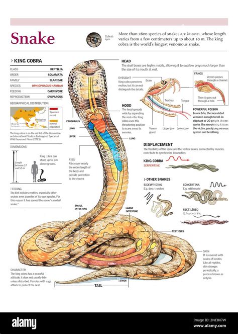 Infographics of distribution, anatomy, and venom of the king cobra and the movement of various ...