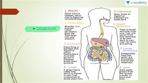 Human Anatomy Physiology Of Digestive System Youtube