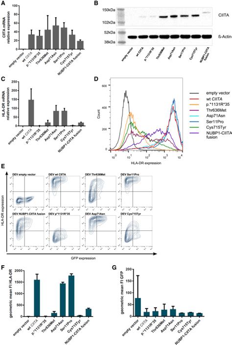 Genomic Alterations In Ciita Are Frequent In Primary Mediastinal Large