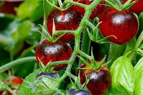 how long does it take for tomatoes to turn red