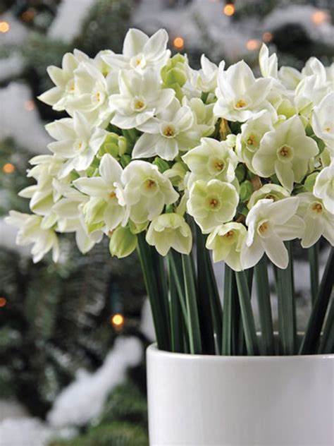 Paperwhite Narcissus | Growing Bulbs Indoors | Heyden's Gardens