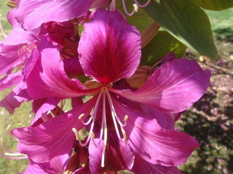 Bauhinia x blakeana (Blake's bauhinia, Camel's Foot, Hong Kong Orchid ...