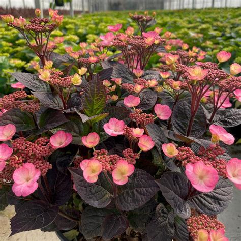 Pink Dynamo Hydrangea Sooner Plant Farm