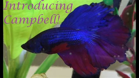 Introducing My New Half Moon Male Betta Youtube