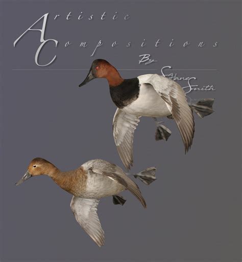 Canvasback Mounts Waterfowl Taxidermy Upland Taxidermy