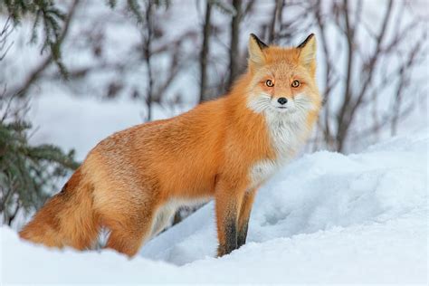 Red Fox in Winter Coat Photograph by James Capo | Fine Art America