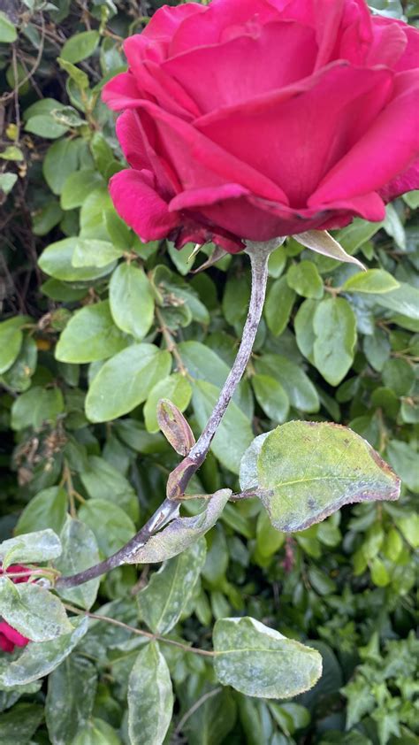 Anyone know what this white powdery substance is on this rose stem