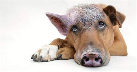 Der innere Schweinehund Mit 3 Tipps überwindest du ihn