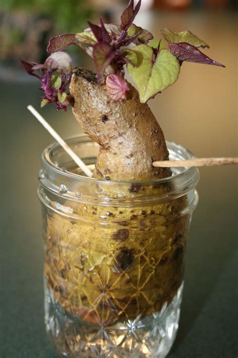 Time To Make Your Sweet Potato Slips Sweet Potato Slips Growing Sweet Potatoes Sweet Potato