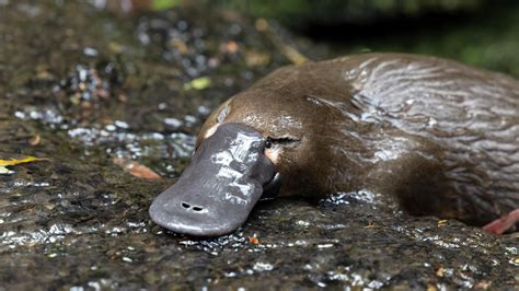 Preview Of The Platypus Guardian Nature Thirteen New York Public