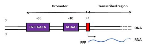 Mapping of Transcription Start Sites TSS France Génomique