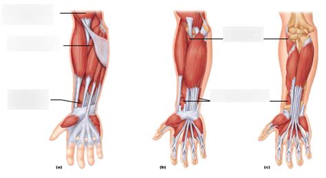 Lab Practical 2 Muscles Acting On The Forearm BIO201 Diagram Quizlet