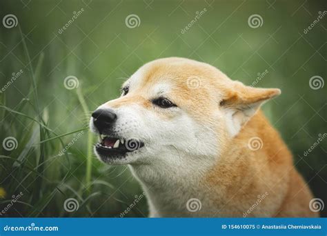 Portrait of Growling Shiba Inu Dog in the Green Grass. Red Japanese Dog ...