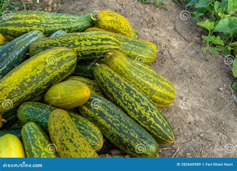 Harvesting Cucumber Suri. Timun Suri or Cucumber Fruit. Popular Fruit ...