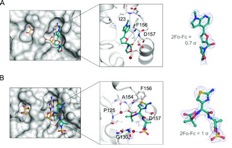 Crystallographic Studies Confirm The Binding Of The Midas Library