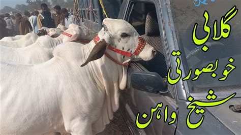 Sheikhwan Cow Mandi Kachy ILqay K Hiray YouTube