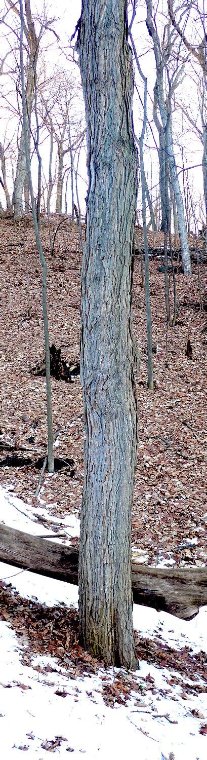 Winter Identification Of Norway Maple And Sugar Maple Sugar Maple