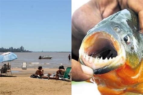 Ataque Masivo De Palometas En Santa Fe Causas Y Medidas Preventivas