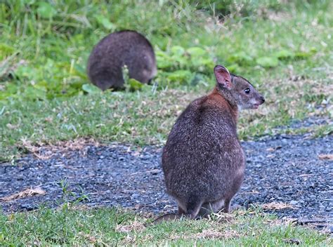 Red Necked Pademelon Ausemade