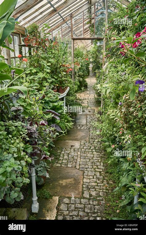 Pathway through an old Victorian greenhouse overgrown with plants Stock ...