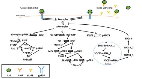 Schematic of IL-6 signaling network. IL-6 classic and trans-signaling... | Download Scientific ...