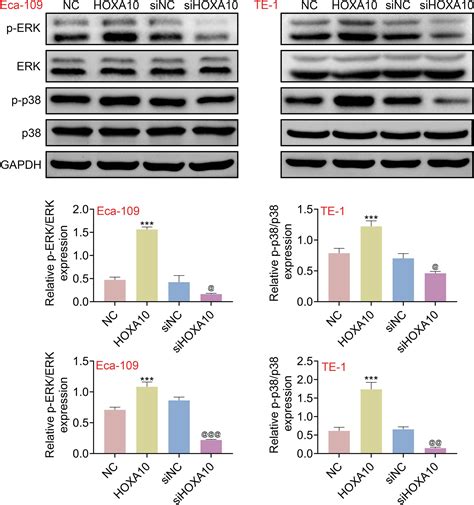 HOXA10 Enhances Cell Proliferation And Suppresses Apoptosis In