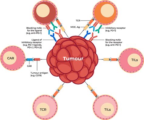 Type Of Immunotherapy - Healthcare Provider - Auxi