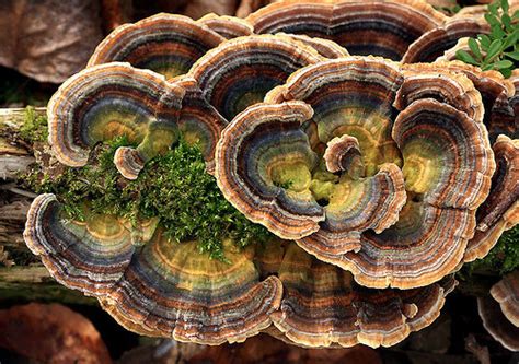 Траметес разноцветный (Trametes versicolor) фото и описание