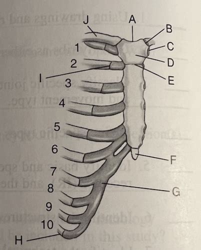 Chapter Bony Thorax Sternum And Ribs Flashcards Quizlet