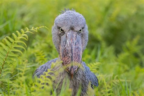 Daily Mabamba Shoebill Tracking Trips From Entebbe Starting At Pp