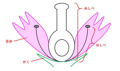 中3生物【有性生殖】 中学理科 ポイントまとめと整理