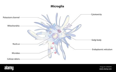 Microglia anatomy hi-res stock photography and images - Alamy 