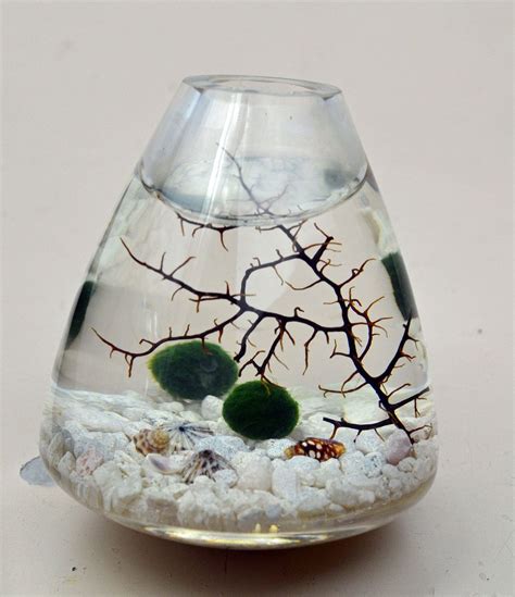 Marimo Japanese Moss Ball Aquarium In Rolling Vase White Pebbles