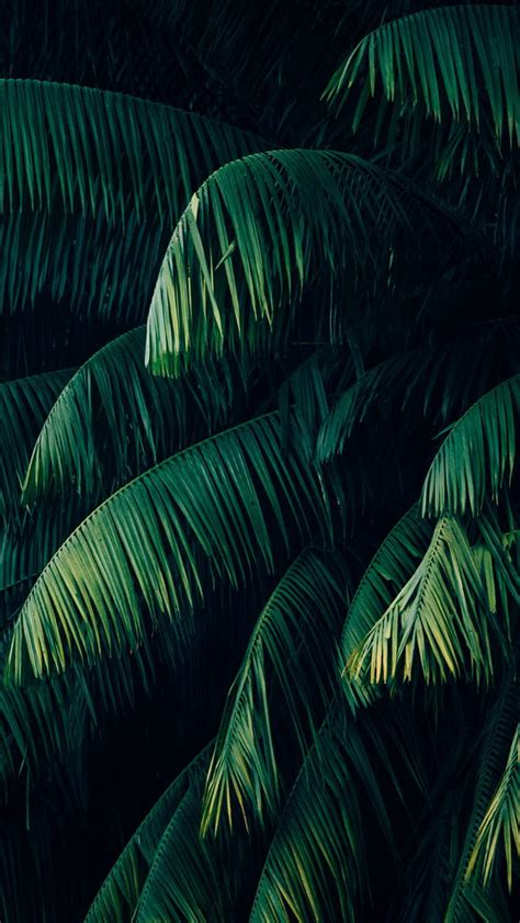 Palm Trees For You Umbanda HD Phone Wallpaper Pxfuel