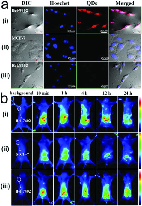 A Representative CLSM Images Of Bel 7402 Cells And MCF 7 Cells After