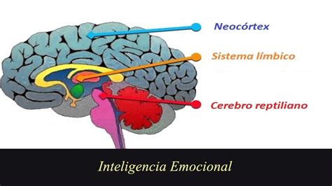 El Papel De Lo Biológico En La Inteligencia Emocional ICCSI