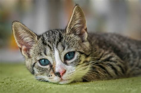 Cara Ampuh Mengatasi Bulu Kucing Rontok Yang Efektif