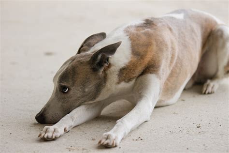 Free Greyhound Stock Photo - FreeImages.com