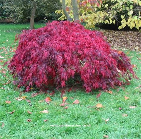 Dwarf Japanese Maple Crimson Queen Japanese Maple Tree Landscape Japanese Maple Japanese