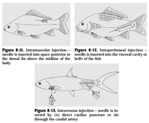 Chemical Methods Of Disease Prevention And Control In Aquaculture