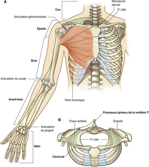 Anatomie Membres Sup Rieurs Quizizz